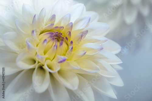 The heart of an award winning cream coloured Dahlia in a village flower show in Oxfordshire