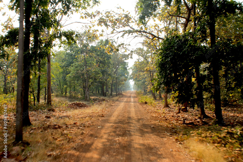 Obraz premium path in the forest
