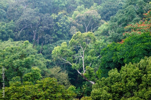 Munnar, forest, Kerala, winter, forest photo