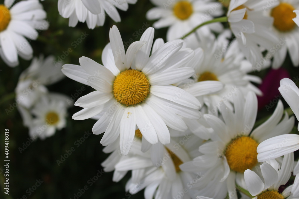 Fototapeta premium Margeriten
