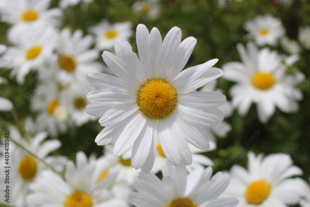 Fototapeta premium Margeriten