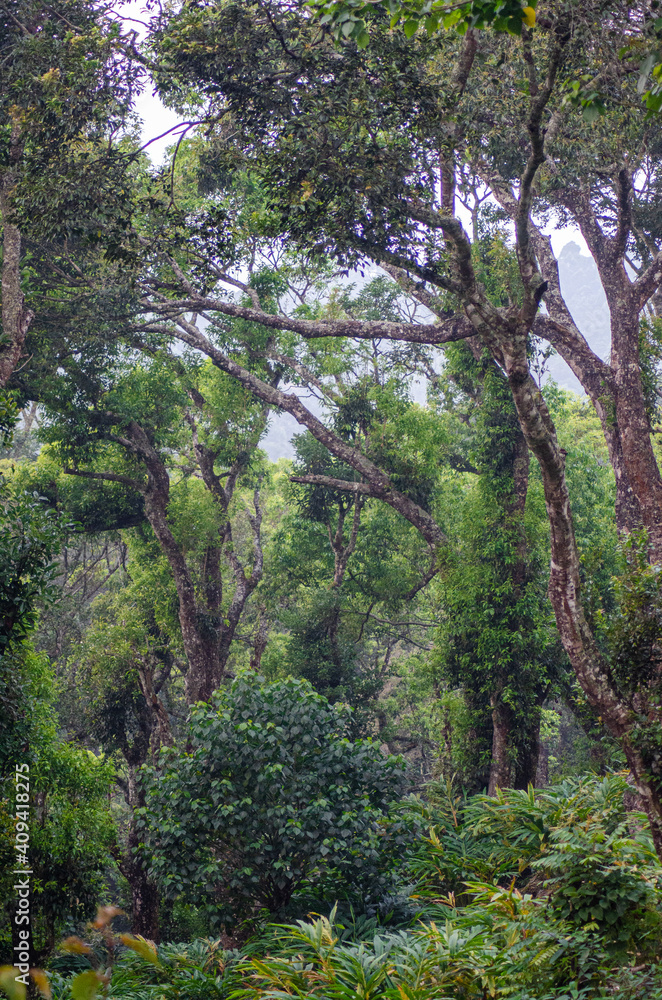 Munnar, forest, Kerala, winter, forest Munnar, forest, Kerala, winter, forest