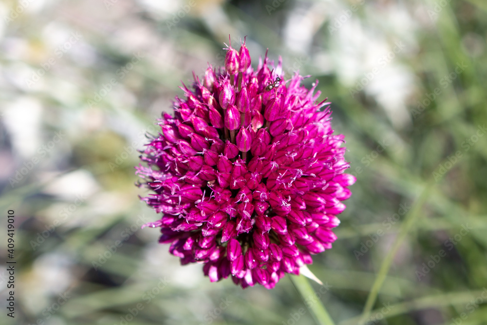 Fototapeta premium ball-head onion also drumsticks (in german Kugelköpfiger Lauch also Kugel-Lauch) Allium sphaerocephalon