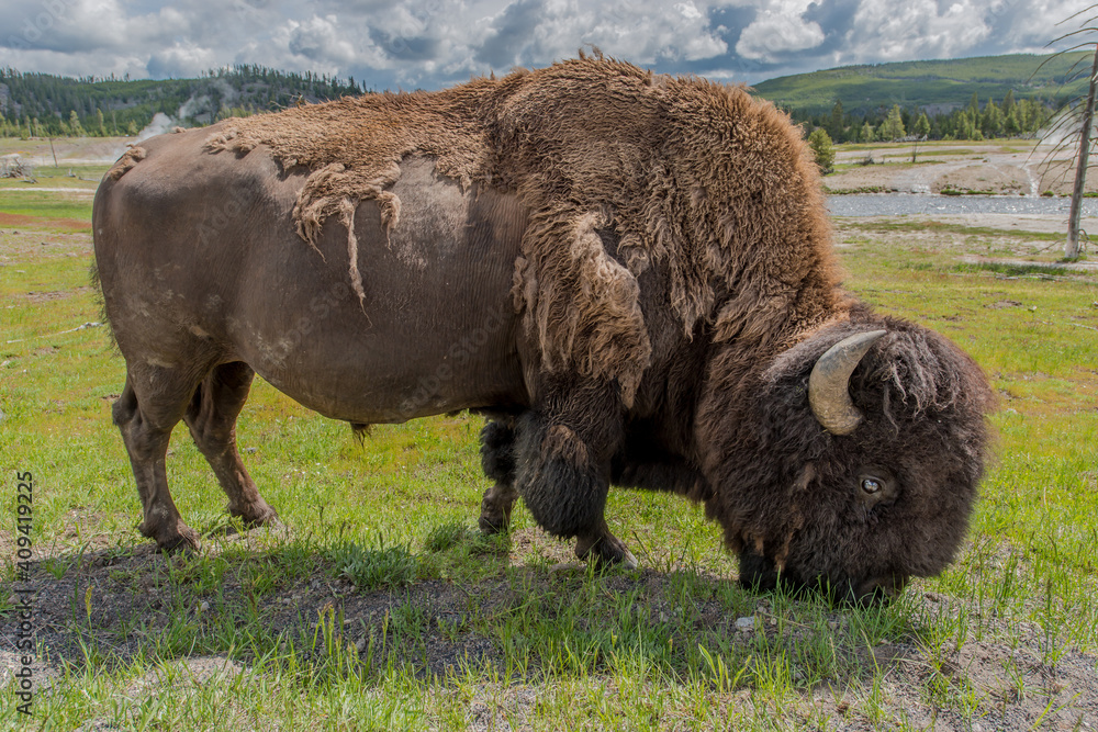 the natural park of Yellowstone in Usa the natural park of Yellowstone in Usa