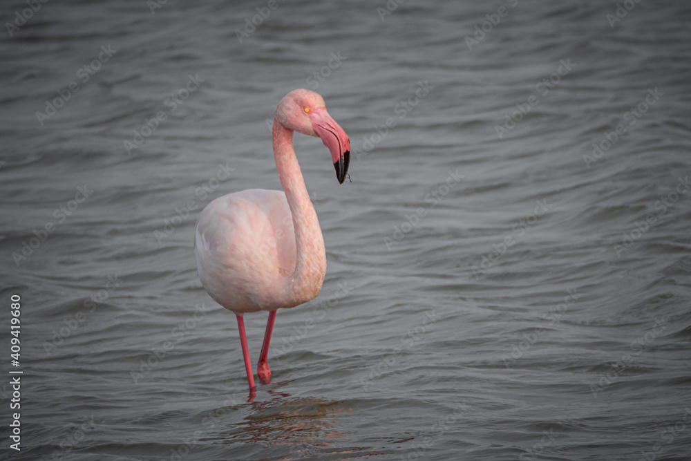 Pink Flamingo in the shallows of lagoon in the South of France bear Montpellier