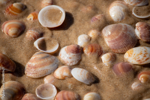 Beautiful seashells lie on the wet sand.