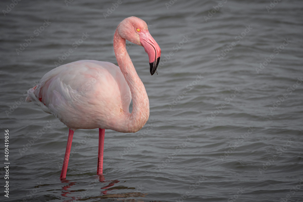Pink Flamingo in the shallows of lagoon in the South of France bear Montpellier