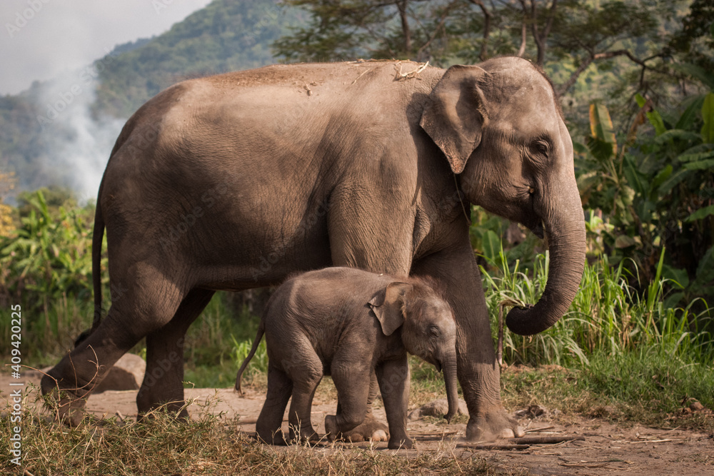 Obraz premium Elephants baby elephant family in wild jungle Thailand