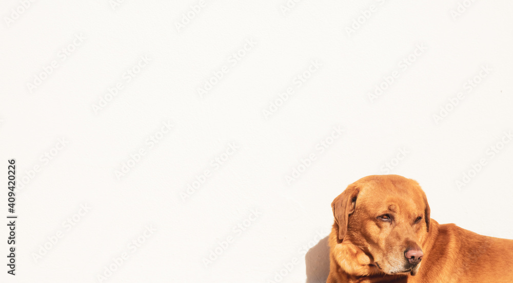 Portrait of a brown labrador retriever on white background