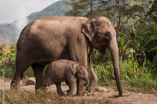 Canvas Print elephants in nature