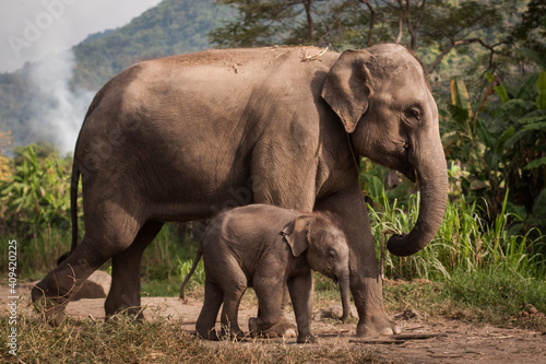 Elephants baby elephant family in wild jungle Thailand
