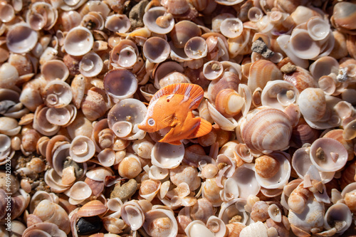 Beautiful shells with a small baby fish lie on the wet sand.