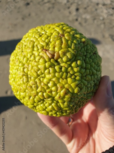 The fruit of Maclura pomifera. Embossed, green and spherical. Fruit held in hand.