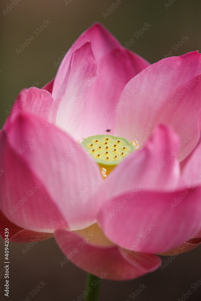 pink lotus flower close up pink lotus flower close up