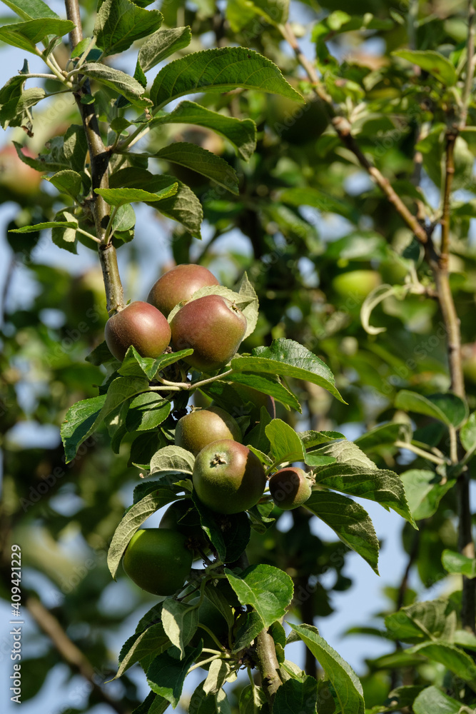 Hochformat: Grüne Äpfel (noch unreif) an den Zweigen in einem Apfelbaum im Sommer Hochformat: Grüne Äpfel (noch unreif) an den Zweigen in einem Apfelbaum im Sommer