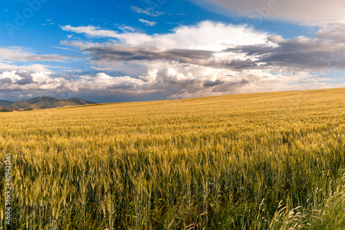 Campo di grano, paesaggio rurale nella Sardegna del Sud, Italia, Europa 