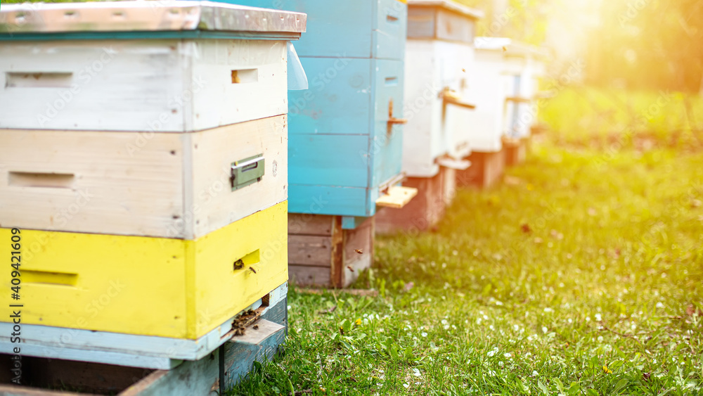 rows of beehives under branches of cherry blossoms in spring on sunset. Preparing for honey harvests. rows of beehives under branches of cherry blossoms in spring on sunset. Preparing for honey harvests.