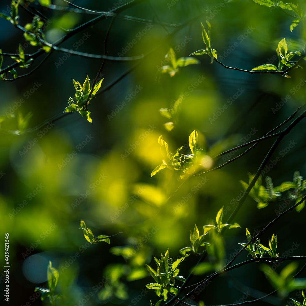 Beautiful, fresh leaves of the bird cherry tree in the spring. Natural sceney with shallow depth of field. Spring leaves in Northern Europe. Beautiful, fresh leaves of the bird cherry tree in the spring. Natural sceney with shallow depth of field. Spring leaves in Northern Europe.