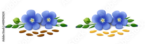 Several lying flax seeds (golden and brown linseeds), two blue flowers, green stem with buds and leaves isolated on white background. Realistic vector illustration. photo