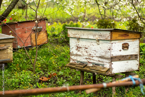 old wooden hives on apiary under flower blooming cherry tree. Hives bloom ingesday in spring. Honey harvest in flowering gardens. Collecting floral spring honey photo