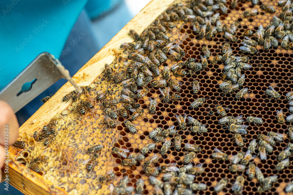 Bees on the honeycomb, top view. Honey cell with bees. Apiculture. Apiary. Wooden beehive and bees. beehive with honey bees, frames of the hive, top view. Soft focus. Bees on the honeycomb, top view. Honey cell with bees. Apiculture. Apiary. Wooden beehive and bees. beehive with honey bees, frames of the hive, top view. Soft focus.