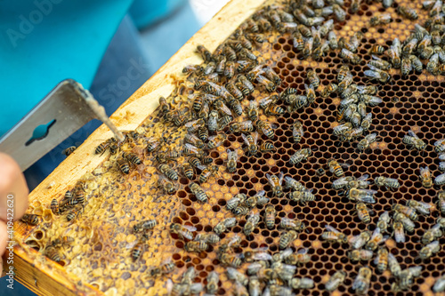 Bees on the honeycomb, top view. Honey cell with bees. Apiculture. Apiary. Wooden beehive and bees. beehive with honey bees, frames of the hive, top view. Soft focus.