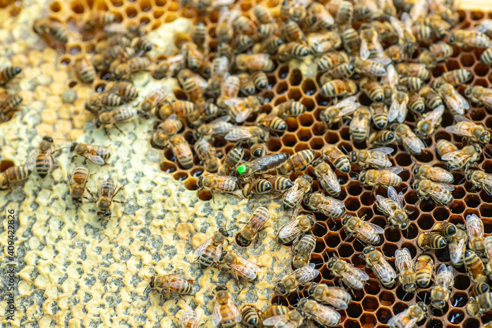 Tribal queen bee on frame with sealed brood. queen bee with green label with number on back. virgin queen sedated and artificially inseminated. Soft focus. Tribal queen bee on frame with sealed brood. queen bee with green label with number on back. virgin queen sedated and artificially inseminated. Soft focus.