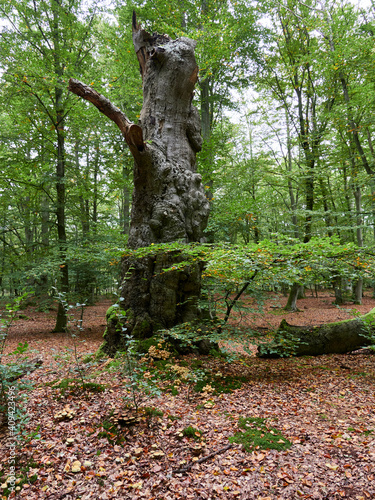 Mystischer Darßer Urwald, Nationalpark Vorpommersche Boddenlandschaft, Mecklenburg Vorpommern, Deutschland photo