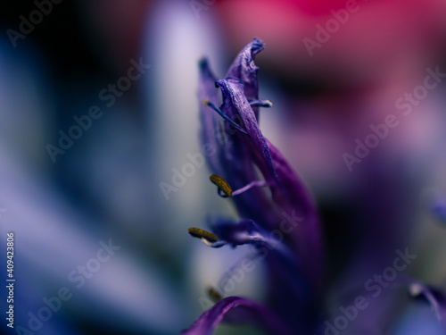 macro of a flower