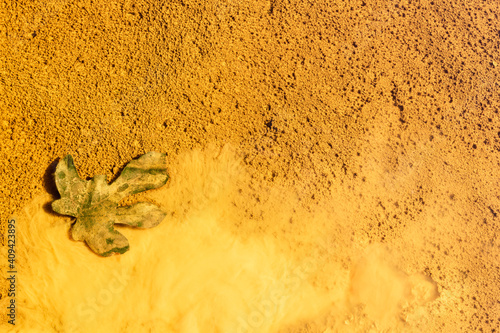 Fig leaf on yellow mud, rio Tinto river, Andalusia Spain.