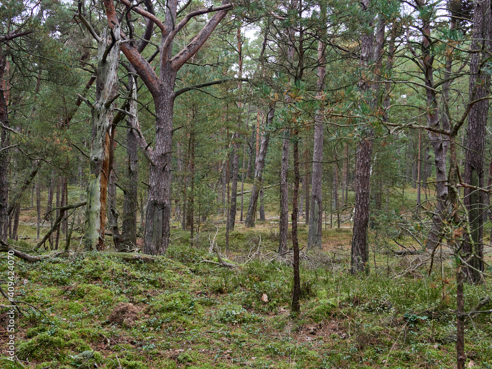 Mystischer Darßer Urwald, Nationalpark Vorpommersche Boddenlandschaft, Mecklenburg Vorpommern, Deutschland Mystischer Darßer Urwald, Nationalpark Vorpommersche Boddenlandschaft, Mecklenburg Vorpommern, Deutschland