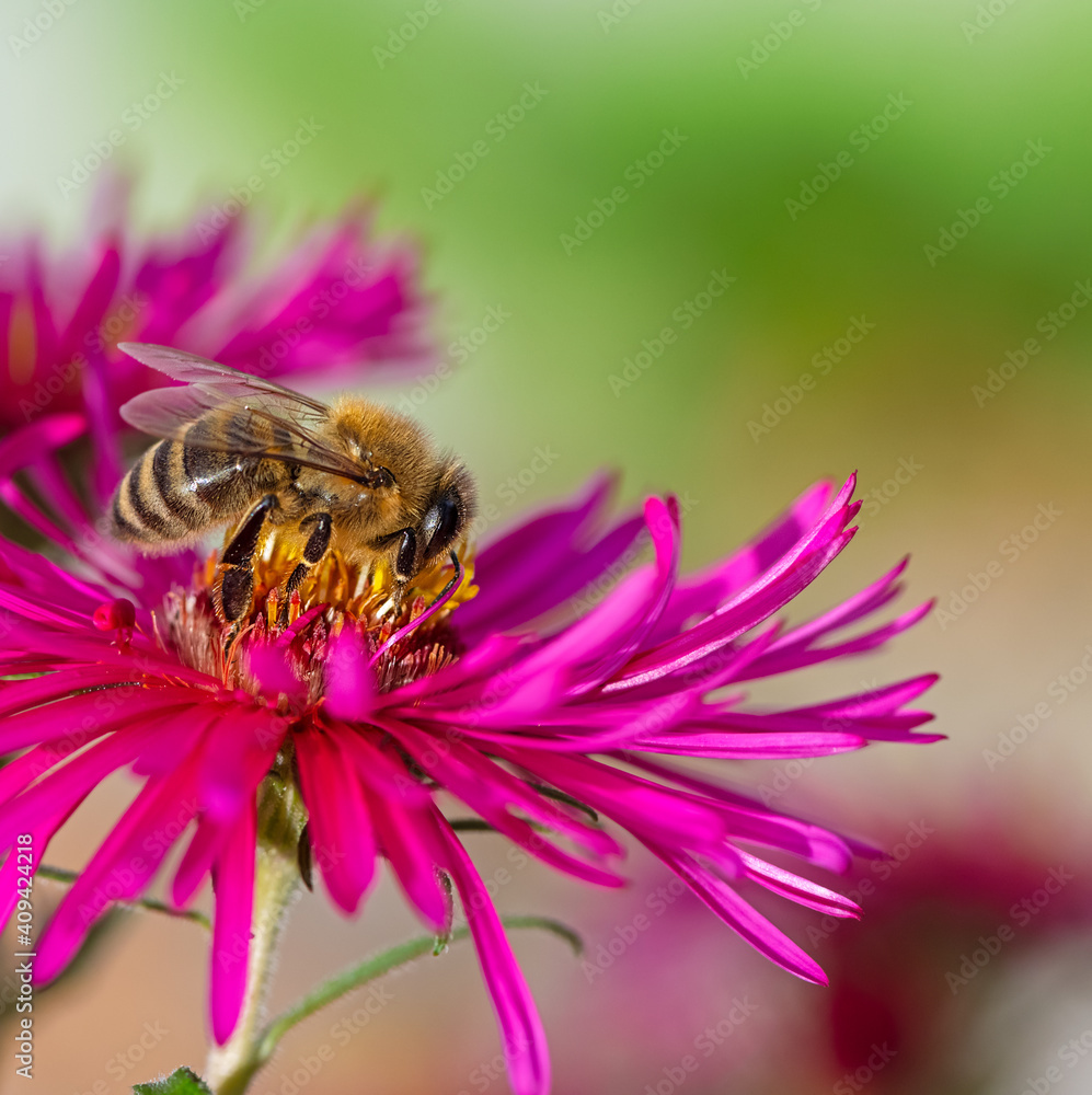 Bee collecting nectar at a pink aster blossom Bee collecting nectar at a pink aster blossom