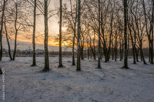 Freeze landscape of the forest during the sunset. Trees are highlighted by the sunlight.