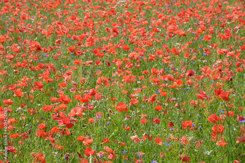 champs de coquelicot en fleur en été