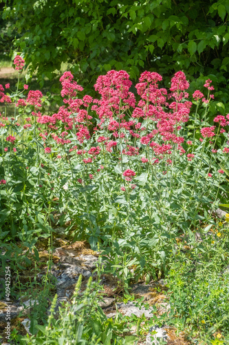 Centranthus ruber Rote Spornblume in Bl  te