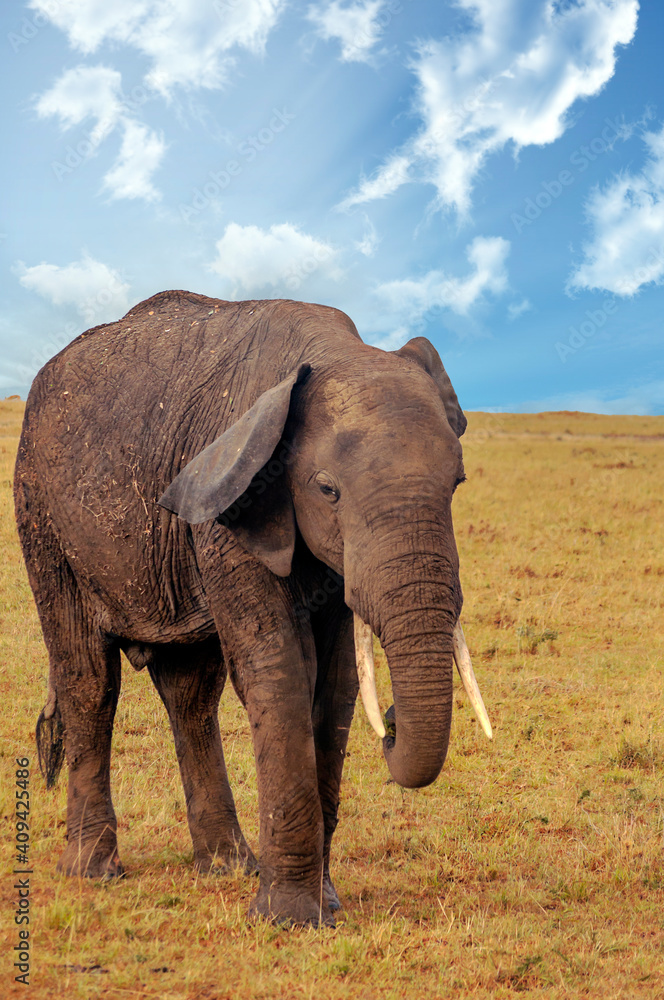 Obraz premium African elephant