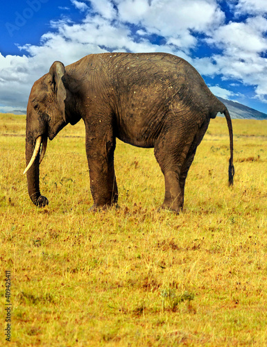 African elephant