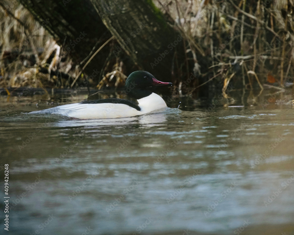 Gänsesäger Erpel, Mergus merganser auf einem Fluss Gänsesäger Erpel, Mergus merganser auf einem Fluss