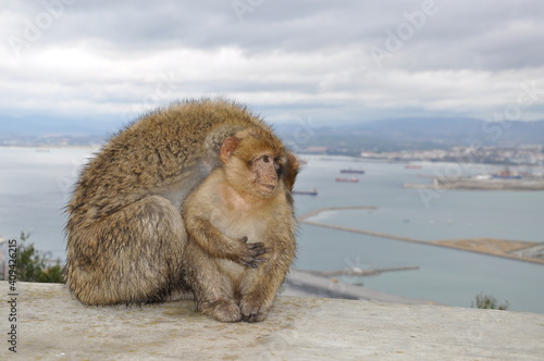 Cute ape cub looks right side. Furry Barbary macaques in Gibraltar. Primate animals mum and baby sit together with blurry seascape background and copy space © Ninel