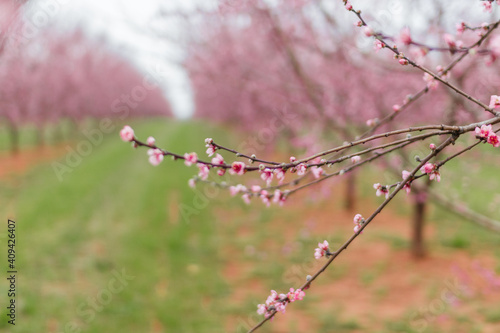 Blossoming branches of peaches close-up on a background of red earth and green fresh spring grass. Spring background