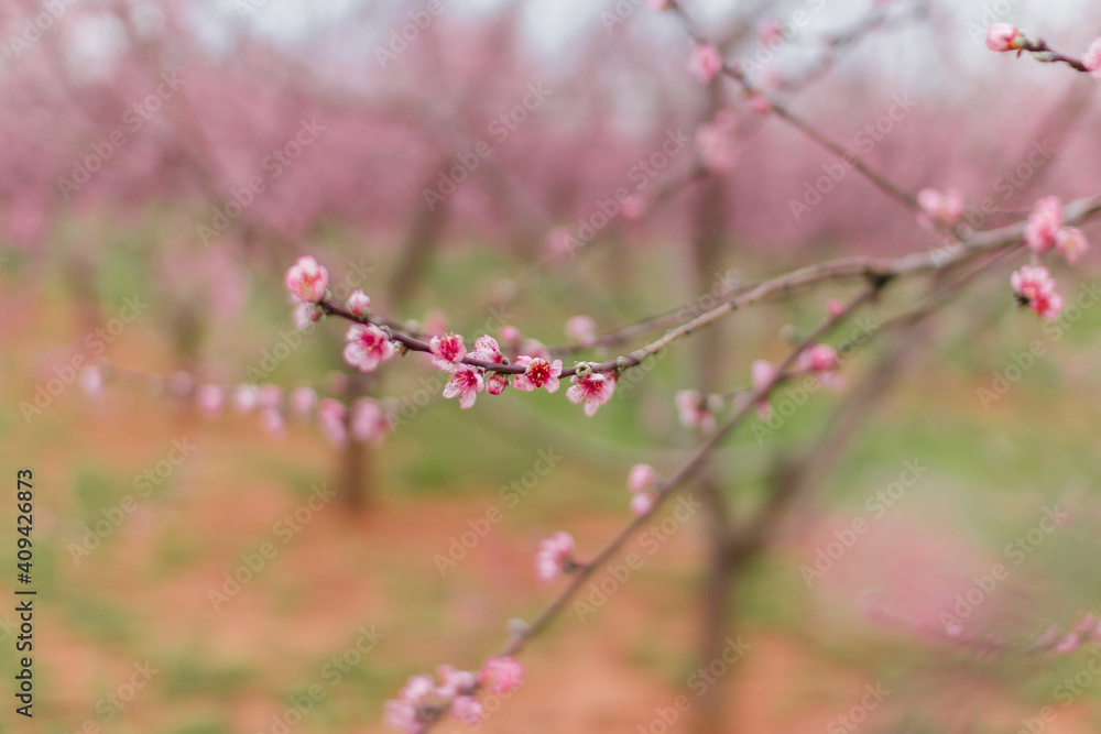 Blossoming branches of peaches close-up on a background of red earth and green fresh spring grass. Spring background Blossoming branches of peaches close-up on a background of red earth and green fresh spring grass. Spring background