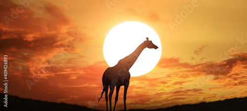 A silhouette of a giraffe at sunset. © Njay