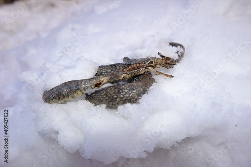 Photography A dead snake appears after some snow melts