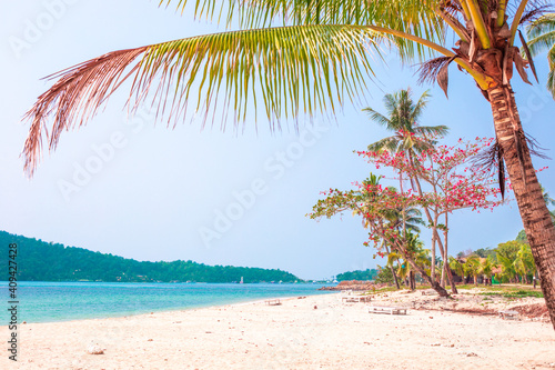 Tropical paradise landscape. Palms and blooming tropical trees on the beach on the sand, Holiday season on Koh Chang island in Thailand.