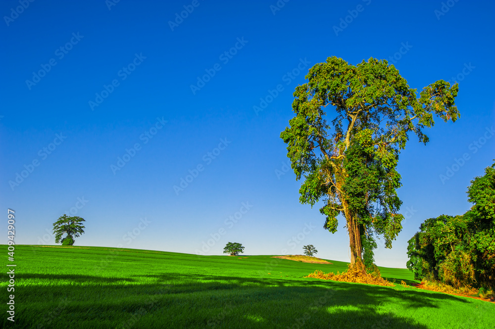 tree. preservation of nature and environment