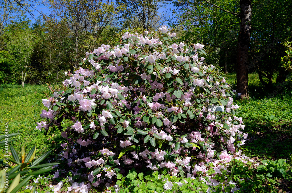 Rhododendron 'Kimberly', ornamental plant cultivated for its beauty. Iturraran Botanical Garden, Gipuzkoa, Basque Country Rhododendron 'Kimberly', ornamental plant cultivated for its beauty. Iturraran Botanical Garden, Gipuzkoa, Basque Country