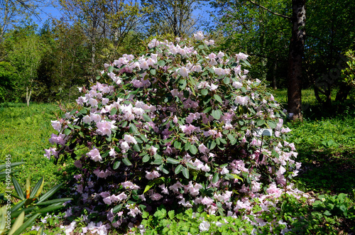 Rhododendron  Kimberly   ornamental plant cultivated for its beauty. Iturraran Botanical Garden  Gipuzkoa  Basque Country