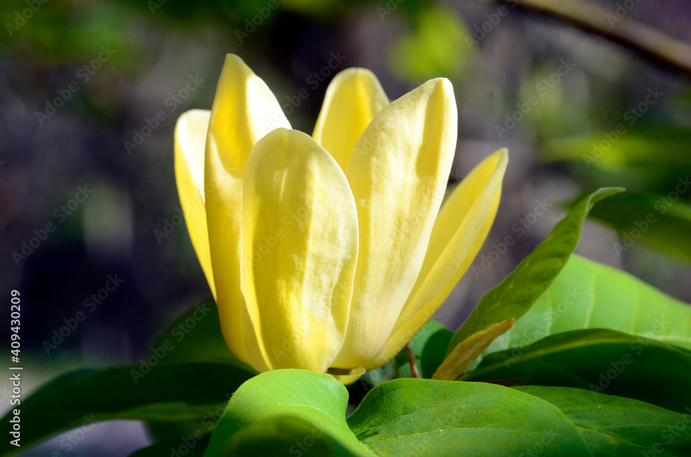 Magnolia 'Yellow Bird', ornamental tree cultivated for its beauty. Iturraran Botanical Garden, Gipuzkoa, Basque Country Magnolia 'Yellow Bird', ornamental tree cultivated for its beauty. Iturraran Botanical Garden, Gipuzkoa, Basque Country