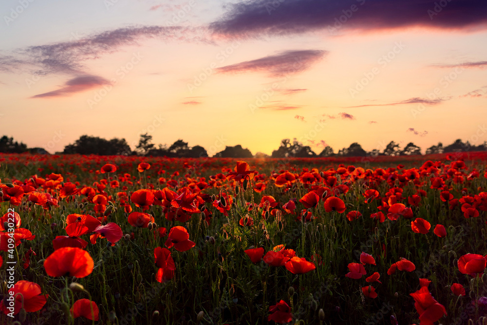 Stunning summer orange evening sunset over countryside poppy flower field full with hundreds of wild bright vibrant natural red poppies glowing in beautiful sunshine rays - obrazy, fototapety, plakaty 