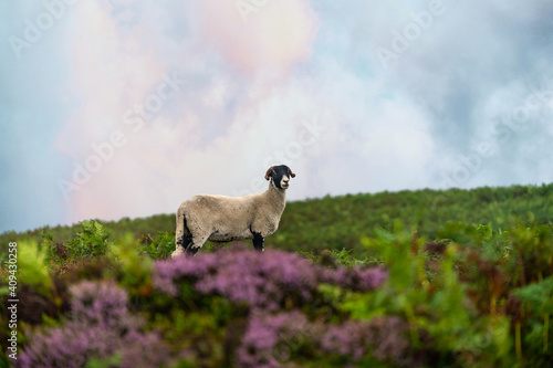 Lone sheep ram with horns stood alone in Peak District countryside with purple heather green foliage looking towards camera and beautiful colourful summer morning sky 